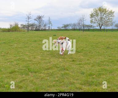 A beagle puppy runs with a tug toy in its mouth. Playful dog running in the meadow. Tug of war dog toy in a dog's mouth. Stock Photo