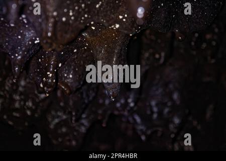 Lava stalactites on the ceiling of Gruta das Torres lava tubes in Pico island, Azores, Portugal Stock Photo