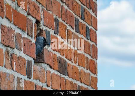 Jackdaw sitting in a nest in the castle wall in Czersk, Poland. Small gray bird in a medieval brick wall Stock Photo