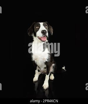 Portrait happy black mixed-breed dog sitting. Isolated on black dark background Stock Photo