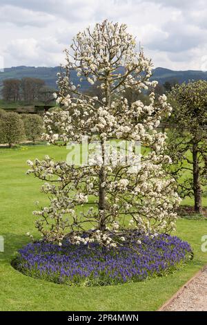 Apple trees in blossom with white flowers and with blue hyacinth flowers below in the formal baroque garden of Powis Castle, Powys, Wales Stock Photo