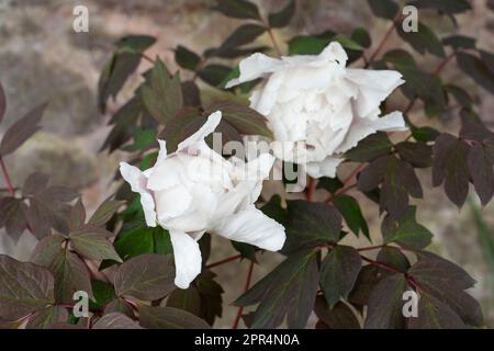 Pure white semi double flowers of Paeonia suffruticosa 'Renkaku', common name Tree Peony, in a garden in spring, Wales, UK Stock Photo