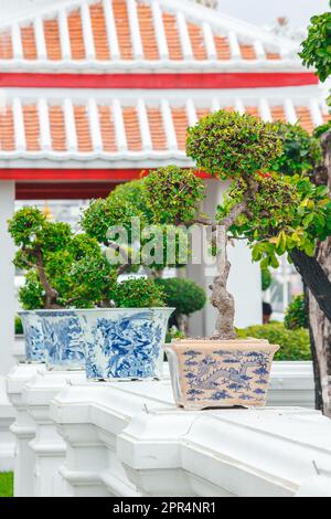 Bonsai in pots placed on a white wall Stock Photo