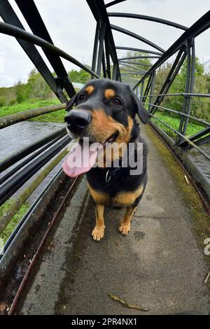 Labrador Rottweiler cross, on foot bridge crossing the River Whiteadder, Berwickshire, Scotland Stock Photo