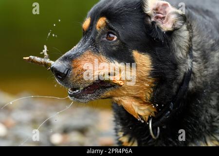 Labrador Rottweiler cross, playing in river, Berwickshire, Scotland Stock Photo