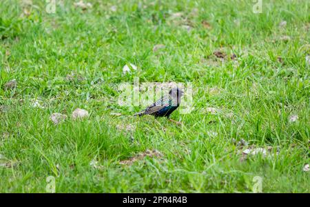 Common starling male walking in the grass in a park on spring day Stock Photo