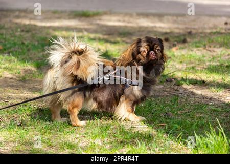 Fantastic look directly into the face of a pekingese dog sitting in grass. Stock Photo