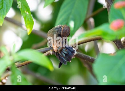 Baby Ruby Topaz hummingbird, Chrysolampis mosquitus, cleaning its feathers in a shaded tree. Stock Photo