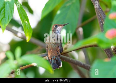 Baby Ruby Topaz hummingbird perched in the shade of a plant looking back at the camera. Stock Photo