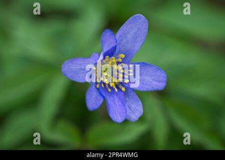 Dainty nodding heads and ferny spring foliage of wood anemone nemorosa Royal Blue in UK garden April Stock Photo