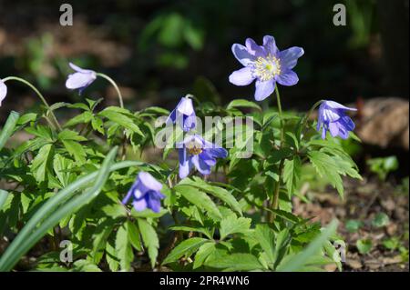 Dainty nodding heads and ferny spring foliage of wood anemone nemorosa Royal Blue in UK garden April Stock Photo