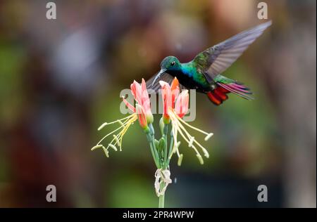 Black-throated Mango hummingbird with raindrops on his beak flying next to a tropical lily. Stock Photo