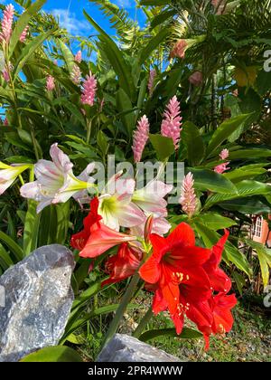 Beautiful tropical flowers, pink ginger lilies, red and white amaryllis and angel trumpets flourishing in a tropical garden. Stock Photo