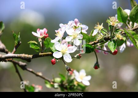 Apple blossoms with soft background,close-up of white with pink Apple flowers blooming in the plantation Stock Photo