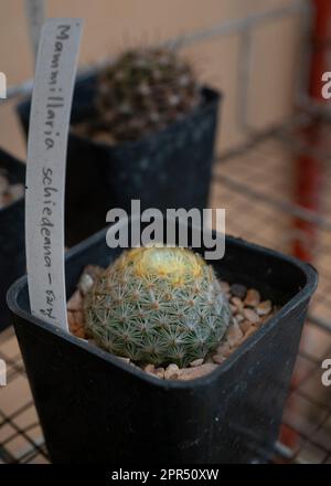 Mammillaria schiedeana in black pot. Cactuses in a black pot on a brown background. Selective focus. Stock Photo