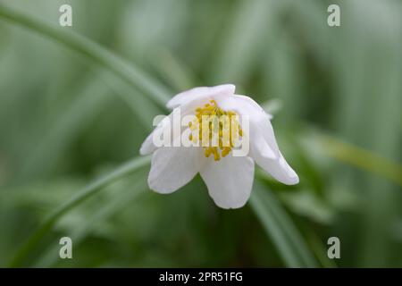 Close up of dainty spring flower of wood anemone nemorosa Bowles White in UK garden April Stock Photo