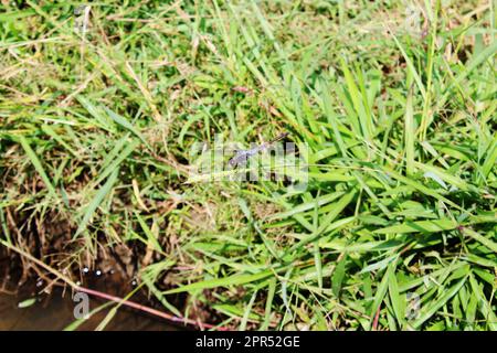 beautiful dragonfly resting on green leafy grass seeds in paddy fields, often called Southern hawker Stock Photo