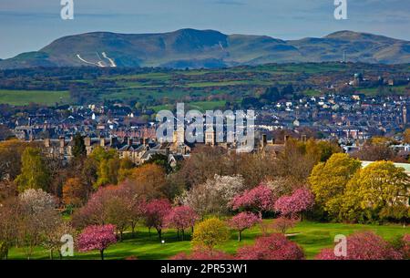 Edinburgh, Scotland, UK. 26 April 2023. Prestonfield golf course in the foreground is home to different varieties of colourful cherry blossom trees just coming into bloom to brighten the foreground of this view from Holyrood Park looking towards Blackford hill where you can see the Royal Observatory Edinburgh on the right, Braid Hills and Pentland Hills in the background. Still a little cool at 6 degrees in the morning after overnight frost, the sun in the early morning soon gave way to thicker cloud for the rest of the day. Stock Photo