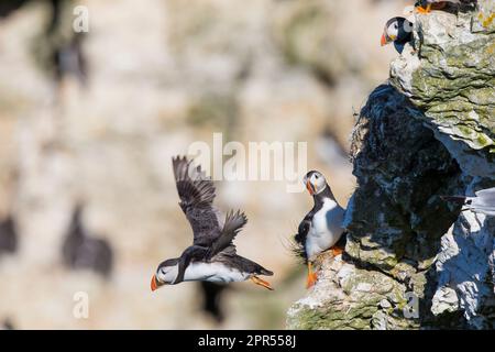 Wild, UK puffins together on a cliff edge in the summer sunshine, Bempton Cliffs, Yorkshire. Stock Photo
