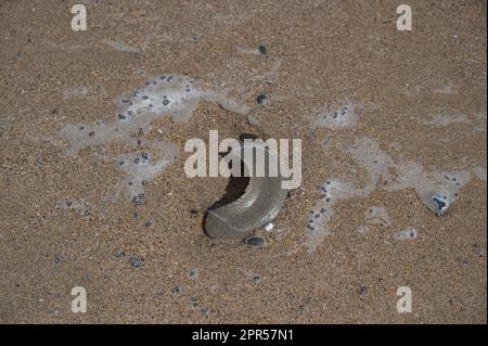 Necklace Shell: Euspira catena: Egg case on beach. Cornwall, UK. Stock Photo