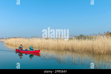 Couple in small boat row down river Hull flanked by golden reeds on a fine spring day under blue sky in Beverley, UK. Stock Photo