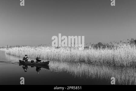 Couple in small boat row down river Hull flanked by golden reeds on a fine spring day under blue sky in Beverley, UK. Stock Photo