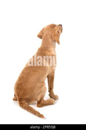 puppy labrador retriever in front of white background Stock Photo