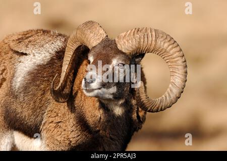 Soay Sheep (Ovis aries) ram, Highland Wildlife Park, Speyside, Scotland, February 2008 Stock Photo