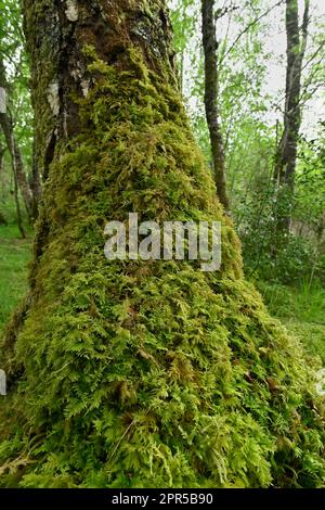 Common Tamarisk Moss (Thuidium tamariscinum) growing on the base of birch tree beside Visitor Centre, Beinn Eighe NNR, Kinlochewe, Scotland, May 2022 Stock Photo