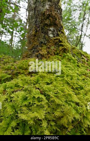 Common Tamarisk Moss (Thuidium tamariscinum) growing on the base of birch tree beside Visitor Centre, Beinn Eighe NNR, Kinlochewe, Scotland, May 2022 Stock Photo
