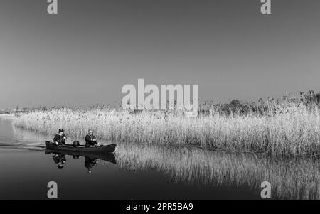 Couple in small boat row down river Hull flanked by golden reeds on a fine spring day under blue sky in Beverley, UK. Stock Photo