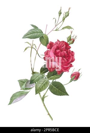 Lush green garden with a budding pink peony Stock Photo - Alamy