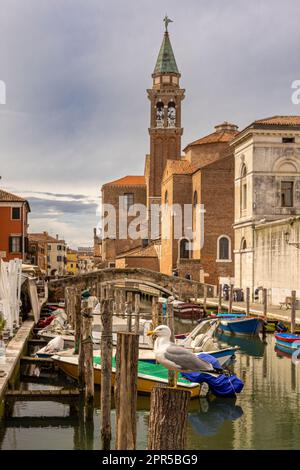 seagull in the canals of Chioggia in Italy, little Venice Stock Photo