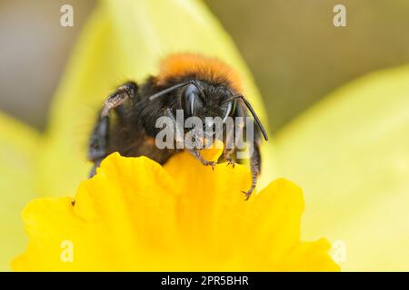 Tree Bumblebee (Bombus hypnorum) in centre of daffodil in garden, Berwickshire, Scottish Borders, Scotland, April 2021 Stock Photo