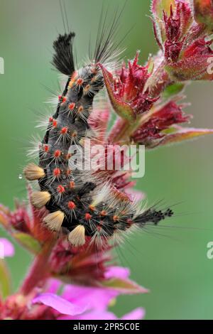 Vapourer moth (Orgyia antiqua) larvae / caterpillar on Purple Loosetrife (Lythrum salicaria) flower stem in garden, Inverness-shire, Scotland Stock Photo