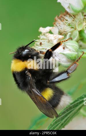 Northern White-tailed Bumblebee (Bombus magnus) queen resting / roosting on bramble in early evening, Aigas Field Studies Centre. Stock Photo