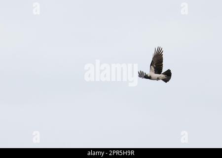 Hooded Crow (Corvus cornix) Cley Norfolk UK GB April 2023 Stock Photo