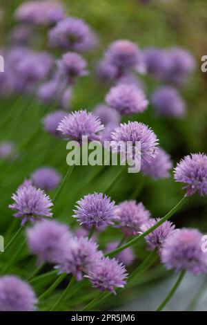Close up of chive flowers Stock Photo