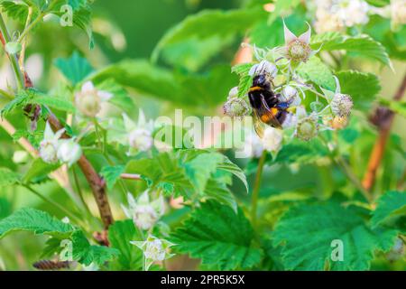 Bumblebee on a flower. The insect pollinates raspberry flowers Stock Photo