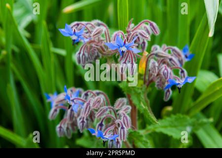 Close-up of Borage flowers (Borago officinalis), also known as Starflower, in the allotment area, RHS Rosemoor, Devon, UK Stock Photo