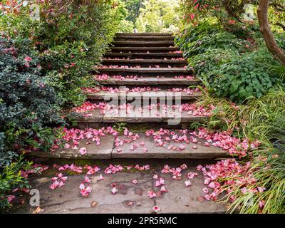 Garden steps covered with pink fallen petals Stock Photo