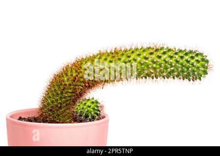 Cactus isolated. Close-up of a large and a small child cactus with long thorns in a pink ceramic pot isolated on a white background. Succulents. Macro. Stock Photo