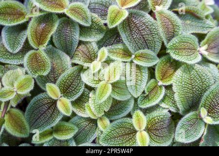 Episcia patterned leaves. Fresh ornamental plant. Cover ground plant. Nature background Stock Photo
