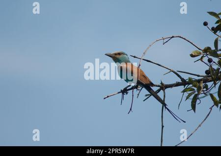 Abyssinian roller Coracias abyssinicus on a branch. Stock Photo