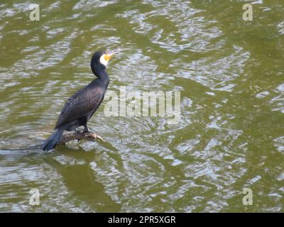 cormorant big bird beautiful black fisherman swimmer Stock Photo
