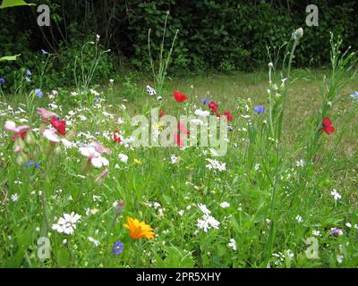 Colorful flower meadow with California Poppy, Cornflower and Common Poppy Stock Photo