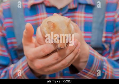 Red hamster domestic rodent pet close-up in hands. Stock Photo