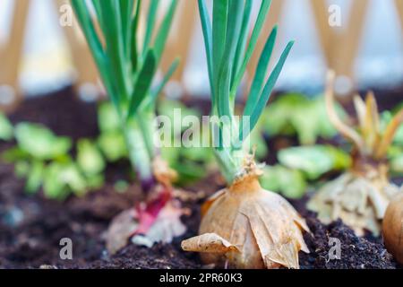 Sprouted green onion bulbs in the ground Stock Photo