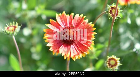 Gaillardia flower (Latin. Gaillardia) Stock Photo