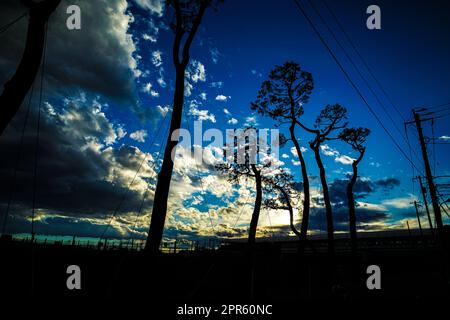 Silhouette of dusk and trees Stock Photo